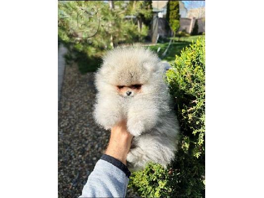 Pomeranian, κορυφαίας ποιότητας κουτάβια